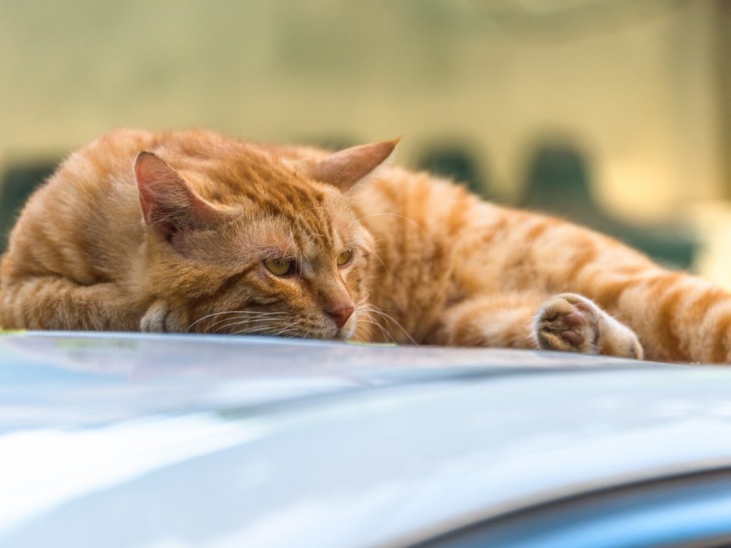 El jadeo excesivo, la debilidad y los vómitos son señales de alerta de un posible golpe de calor que requiere atención veterinaria inmediata. Fotografía/ Freepik