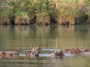 Un heredero multimillonario indio ofreció llevarse a su centro de rescate de fauna, en el oeste de la India, 80 hipopótamos Bogotá tiene previsto sacrificar para controlar a esta especie invasora.