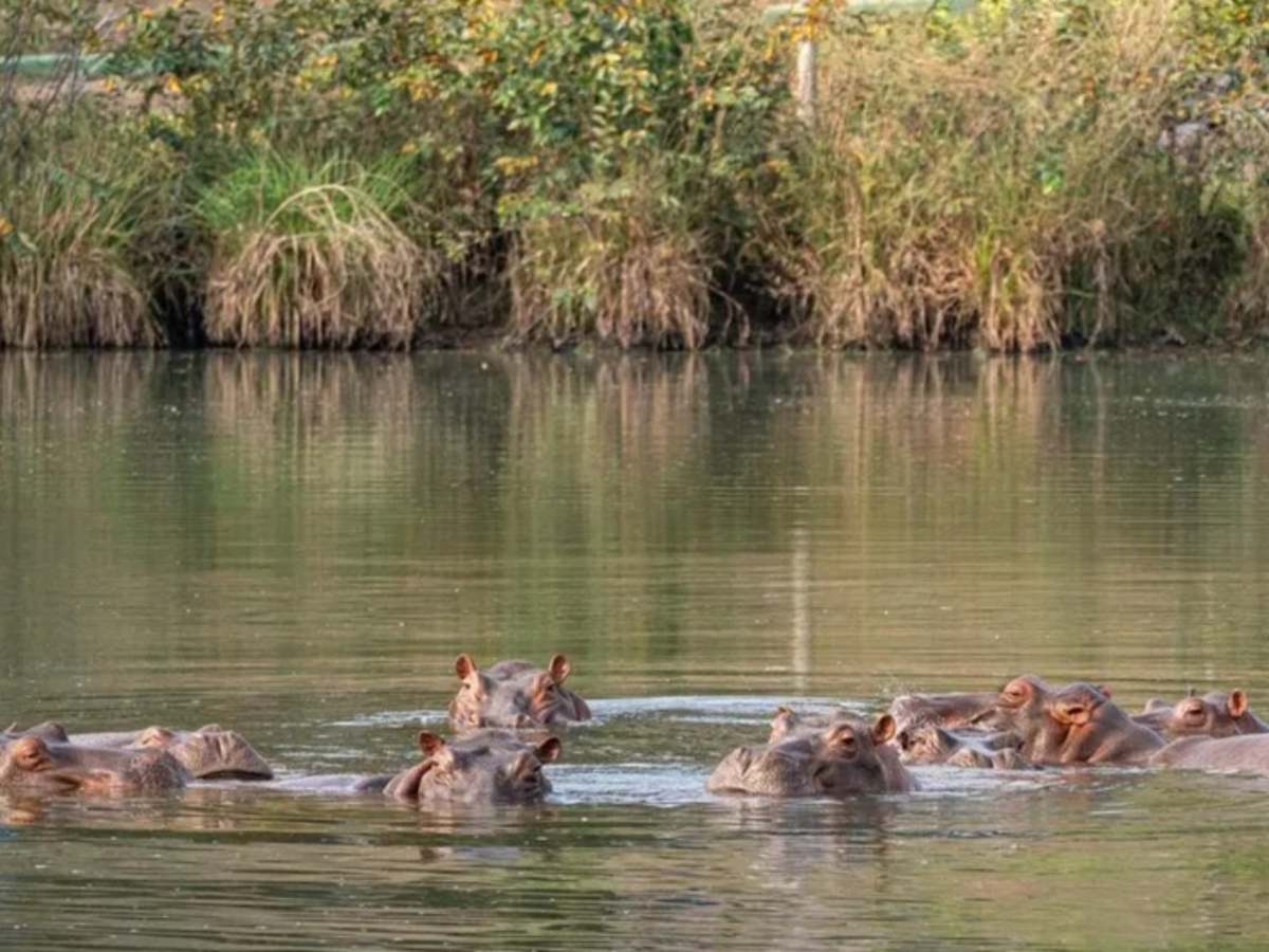 Un heredero multimillonario indio ofreció llevarse a su centro de rescate de fauna, en el oeste de la India, 80 hipopótamos Bogotá tiene previsto sacrificar para controlar a esta especie invasora.