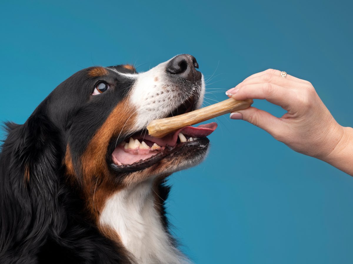 Dar huesos a los perros puede provocar lesiones internas y externas, según especialistas.