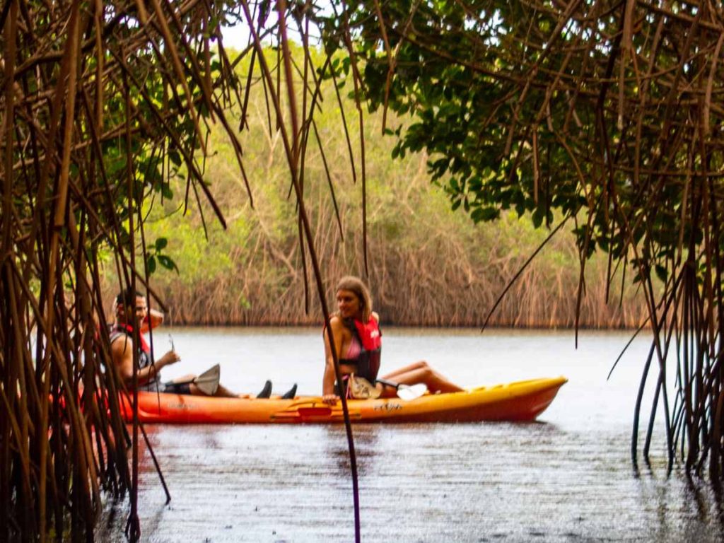 Los túneles de manglar crean un escenario único donde cada recorrido se siente distinto y lleno de vida.