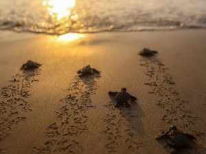 Comunidades y turistas se unen en la costa para acompañar a las crías de tortuga en su camino al mar, como parte de iniciativas de protección ambiental.