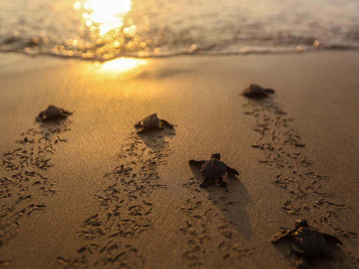 liberacion-tortugas-barra-santiago01