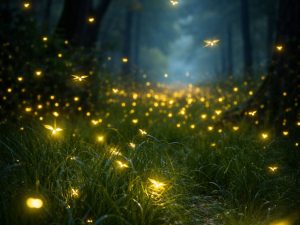 Las luciérnagas iluminaban las noches rurales de El Salvador, hoy su brillo es cada vez más escaso.