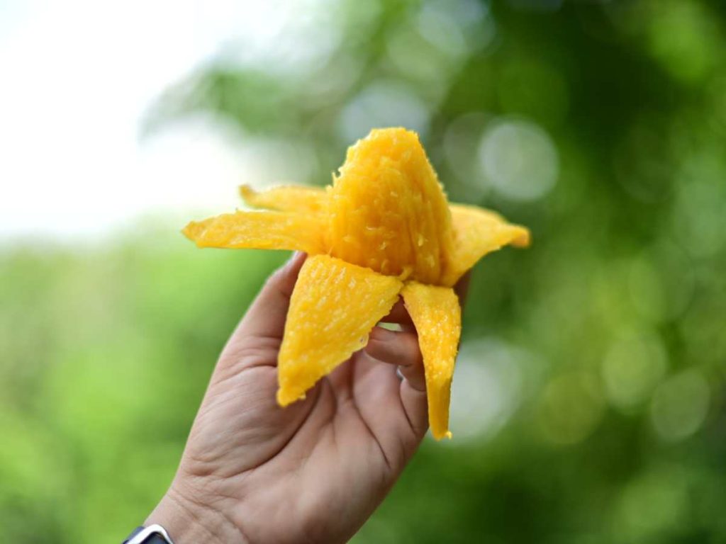 En temporada de mango, hasta la cáscara puede aprovecharse por sus propiedades.
