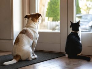 mascota-gatos-perros