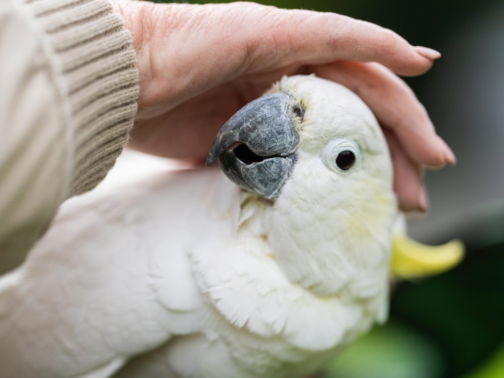 El contacto con aves como loros o cacatúas evidencia la diversidad de especies que hoy forman parte de los vínculos familiares.