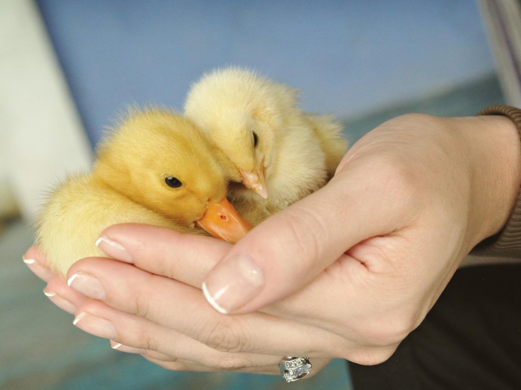 Patitos y pollitos se integran a la dinámica del hogar, generando nuevas formas de cuidado y conexión emocional entre generaciones.