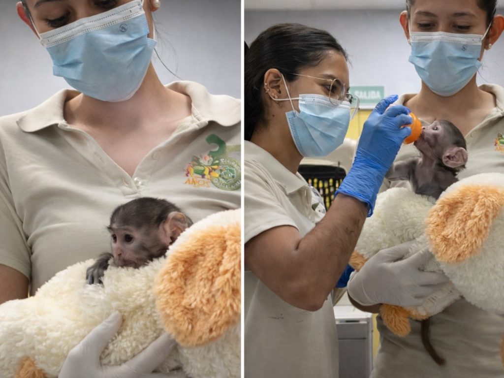 Yuji, una cría de mono patas de 41 días, ha conmovido en México tras ser rechazada por su madre en el Zoológico de Guadalajara.