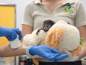 La historia de Punch se repite con Yuji, la cría que encontró consuelo en un peluche en México