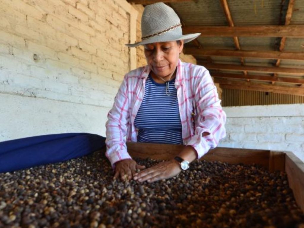 El Festival del Ojushte 2026 reunirá en Izalco tradición, gastronomía y cultura para destacar el valor de esta semilla ancestral salvadoreña.