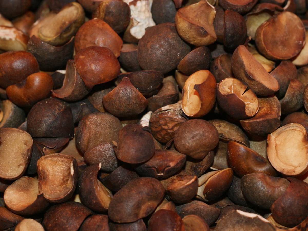 San Isidro, Izalco, será el punto de encuentro para celebrar el ojushte con música, degustaciones y actividades que rescatan las raíces indígenas.