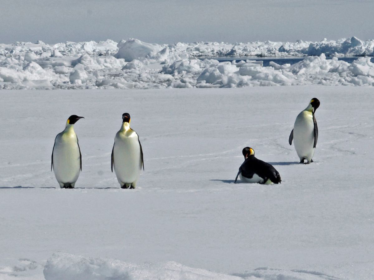 Pingüinos emperador en la Antártida, especie declarada en peligro por la UICN debido al deshielo y el cambio climático que amenaza su supervivencia.