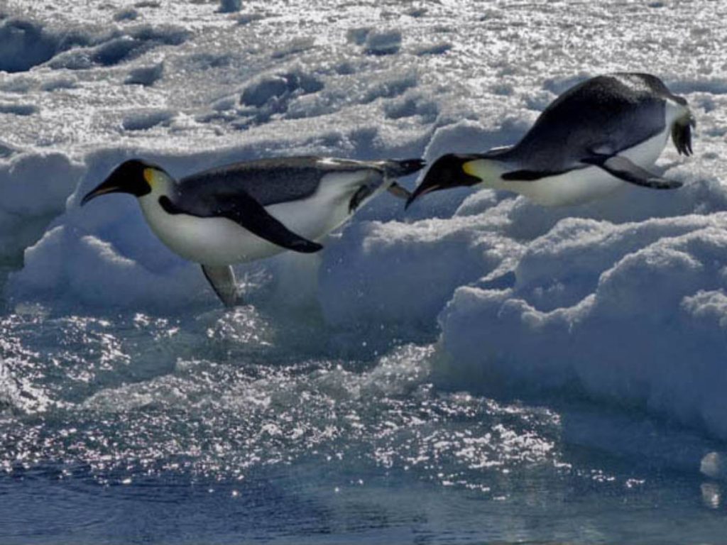 El cambio climático acelera el riesgo de extinción del pingüino emperador, una de las especies más dependientes del hielo marino en la Antártida.