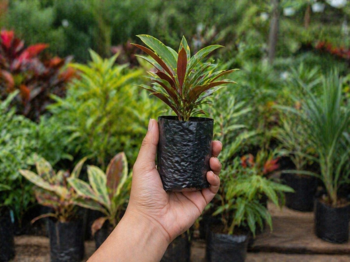 Visitá estas áreas naturales protegidas y recibí un árbol gratis en el día de la Tierra