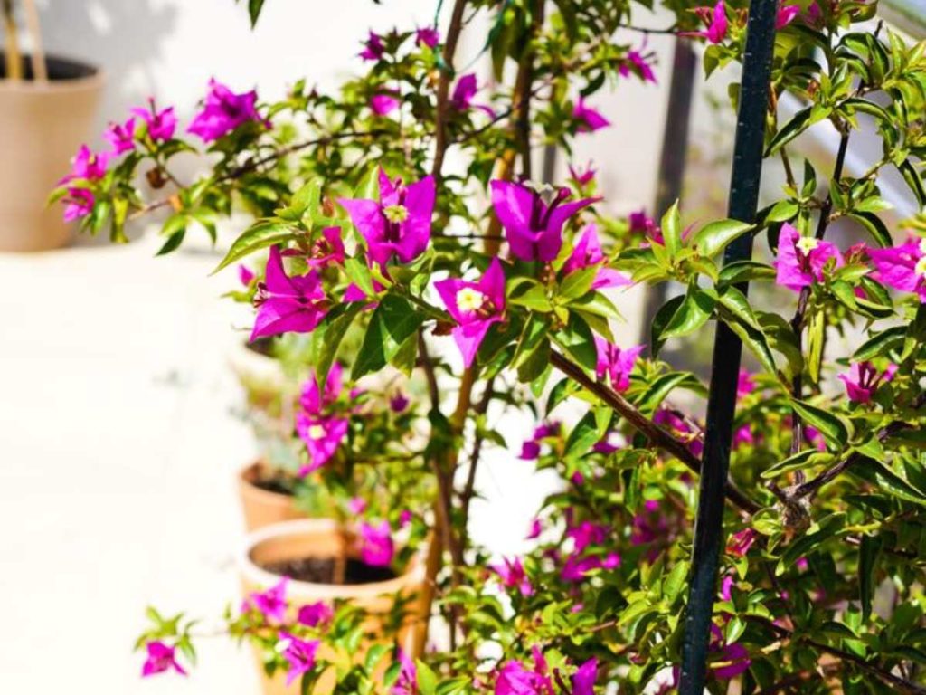 plantas-jardín-flores-veranera