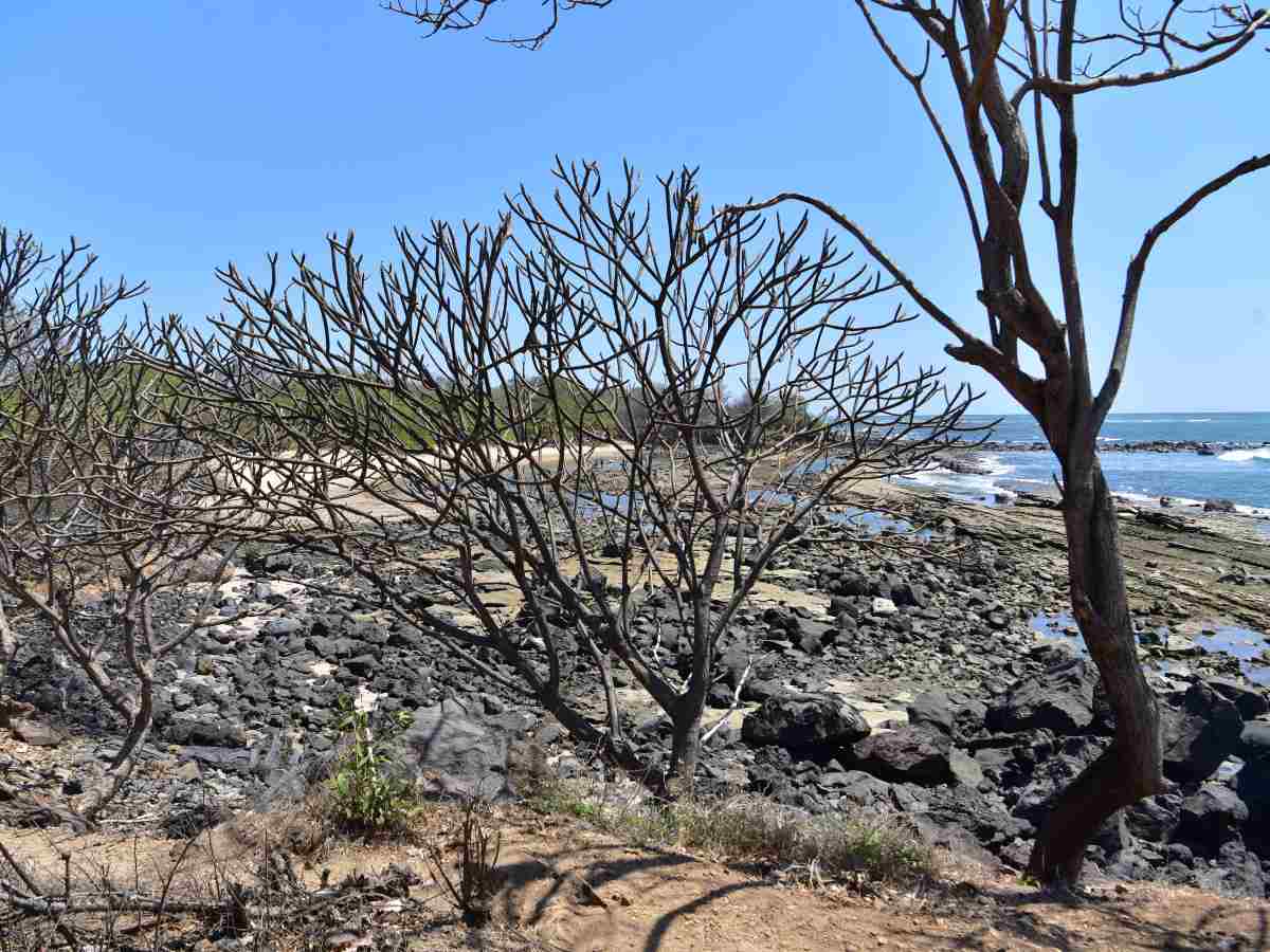 playa-almendros-sonsonate07