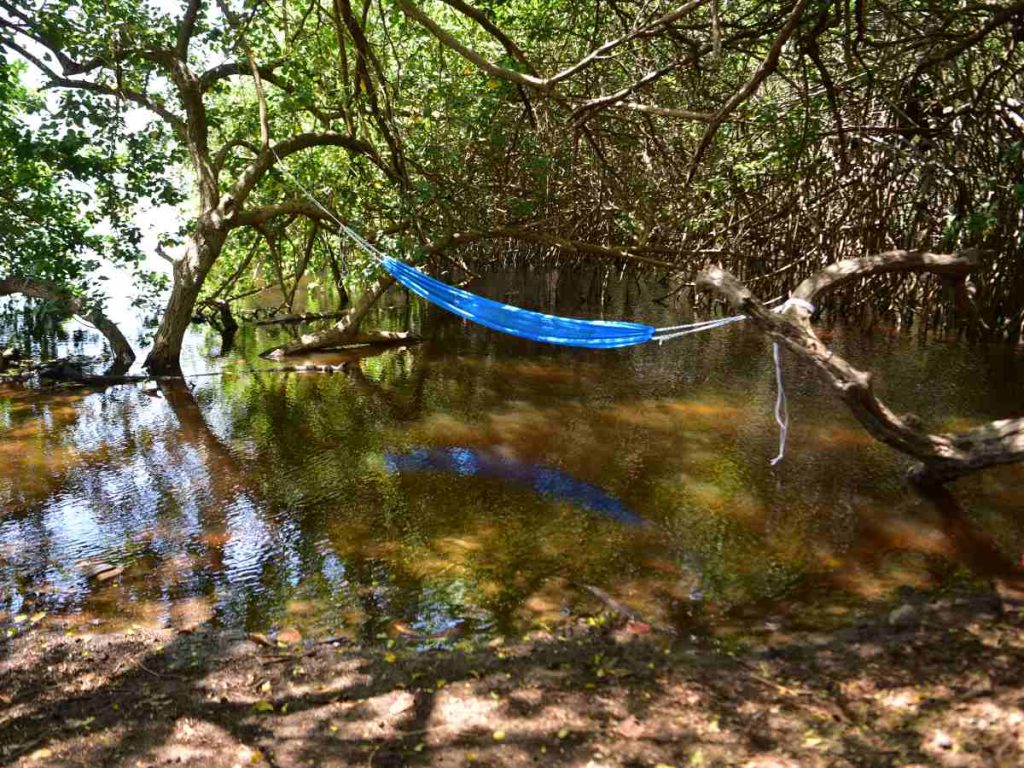 El manglar, aunque pequeño, es clave para la vida marina y ofrece espacios frescos donde descansar y conectar con la naturaleza.