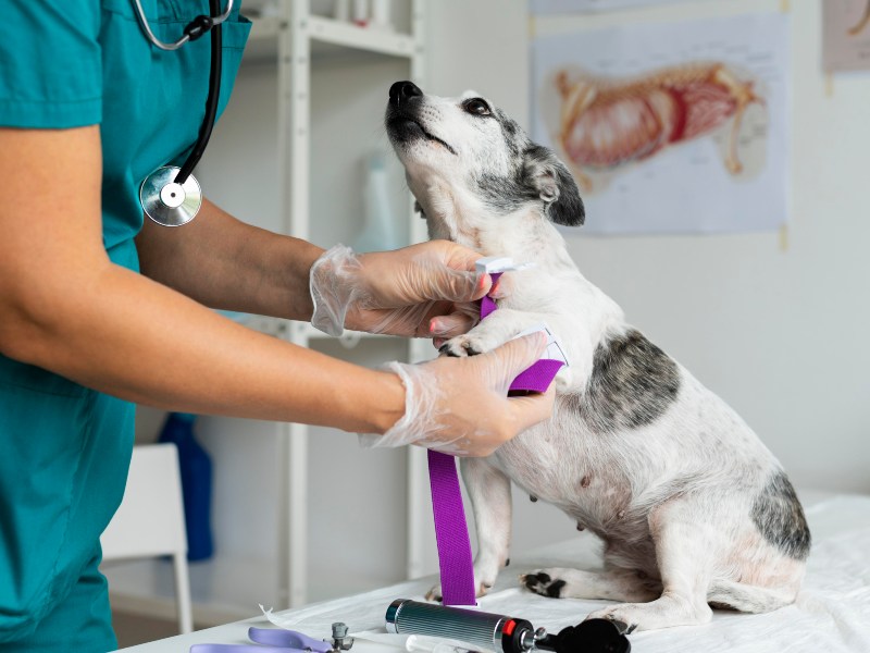 El sistema digital permite solicitar autorizaciones sanitarias para productos veterinarios desde cualquier lugar.