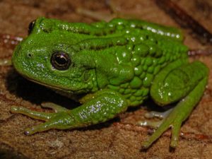 Ejemplar de Gastrotheca mittaliiti, nueva rana marsupial descubierta en la Amazonía peruana, que transporta a sus crías en una bolsa natural en su espalda.