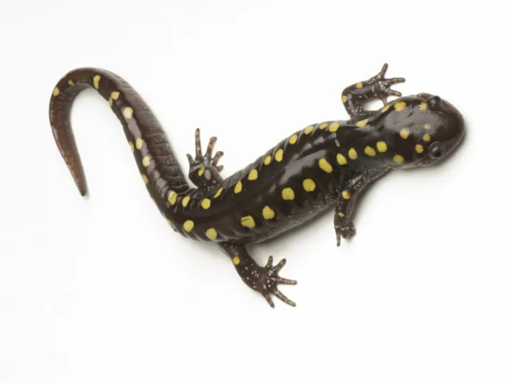 salamandra moteada