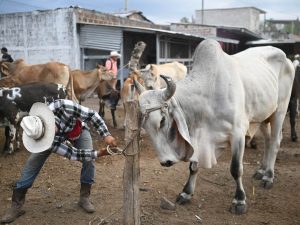 Así es el tiangue de animales en El Salvador donde todo se paga “al contado o por trueque”