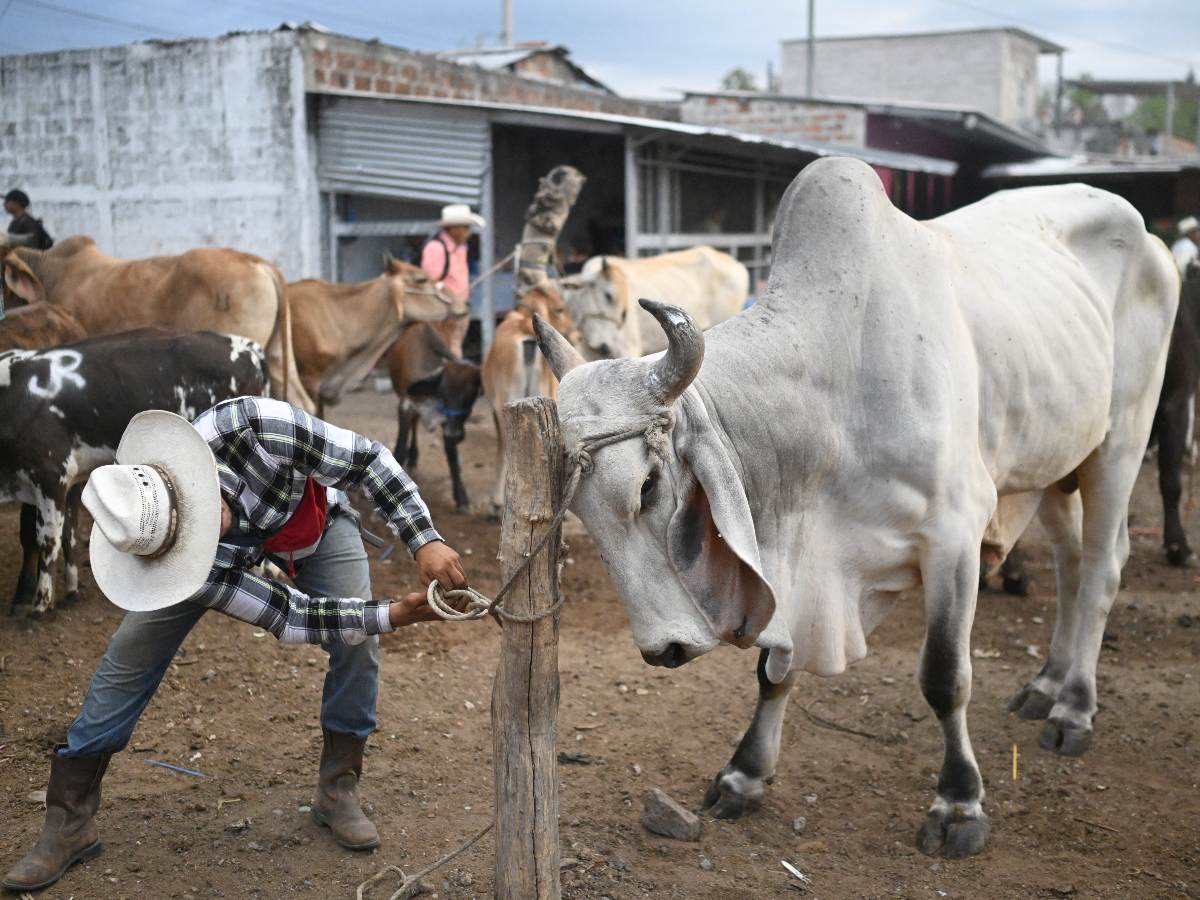 Así es el tiangue de animales en El Salvador donde todo se paga “al contado o por trueque”