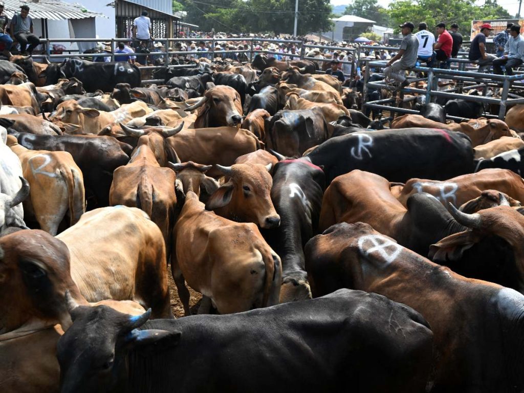 Vendedores de ganado intercambian reses durante el mercado municipal semanal conocido como Tiangue en San Rafael Cedros, departamento de Cuscatlán, El Salvador, el 18 de abril de 2026. AFP