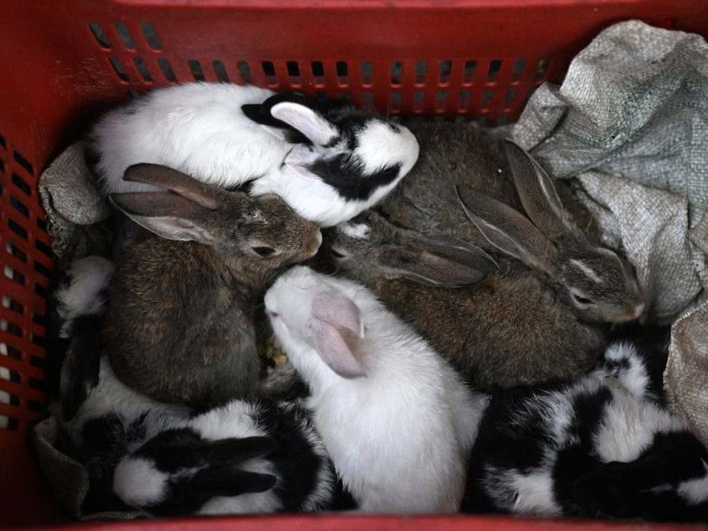 dame titulares más llamativos al estilo de elsalvador.com
me gusta el 1 pero incluye algo de animales. AFP
