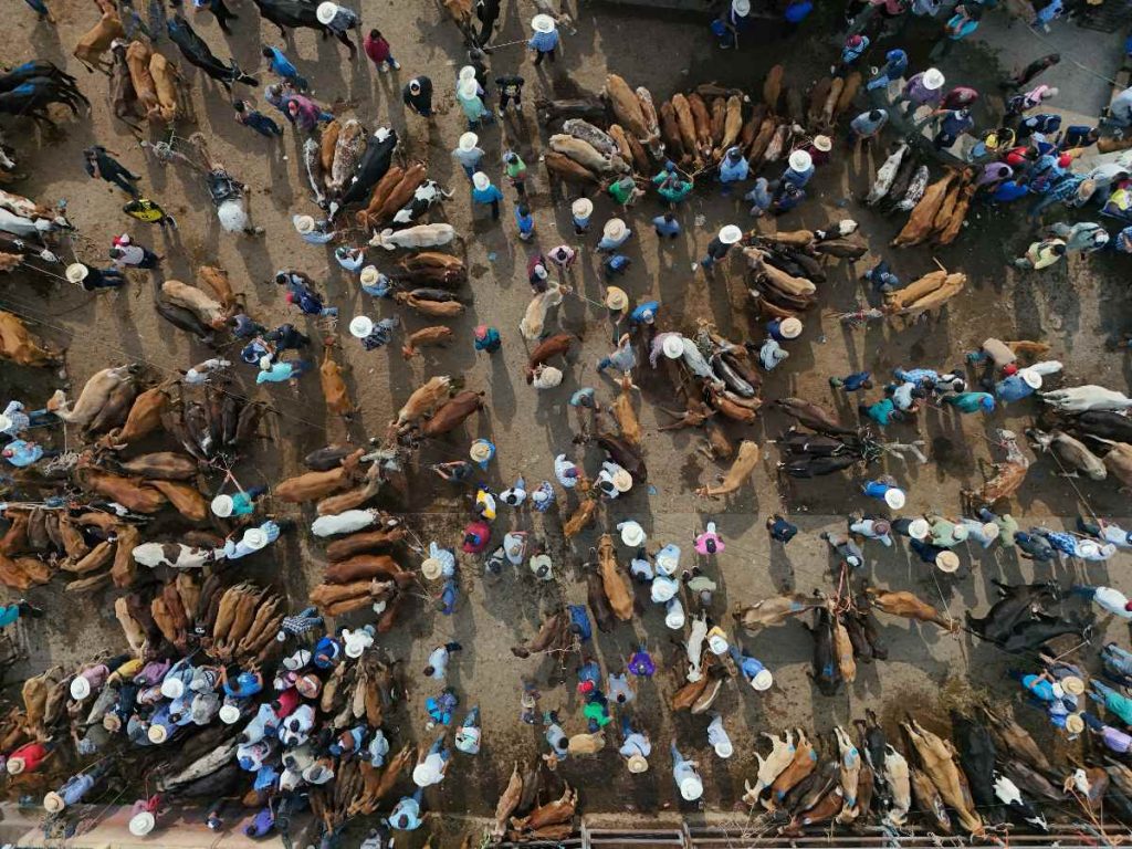 Los precios pueden alcanzar hasta $3,000 por un toro, y se negocian unas 700 cabezas de ganado por jornada. AFP