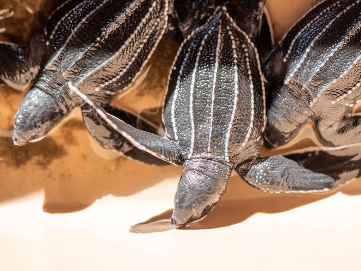¿Sabías que la tortuga más grande del mundo anida en El Salvador ? Conocé la tortuga Baule