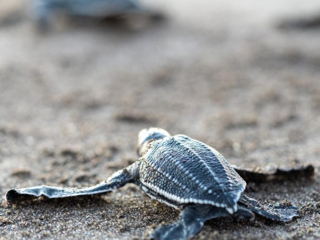 La tortuga puede llegar a medir más de 2 metros y pesar más de 600 kilos, y a diferencia de otras especies, no posee un caparazón duro. Foto MARN
