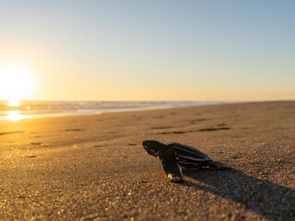 La tortuga baula, la más grande del mundo, llega a playas salvadoreñas para anidar durante la noche. Foto MARN