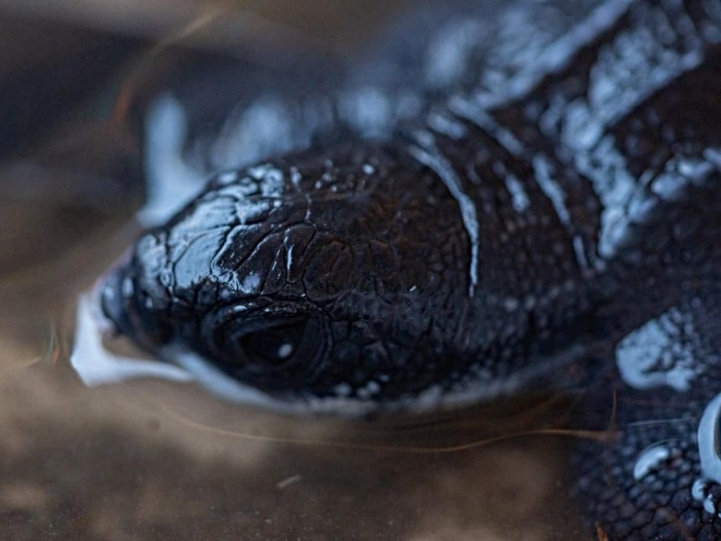 Esta especie se encuentra en peligro crítico de extinción, por lo que cada anidación es clave para su supervivencia.