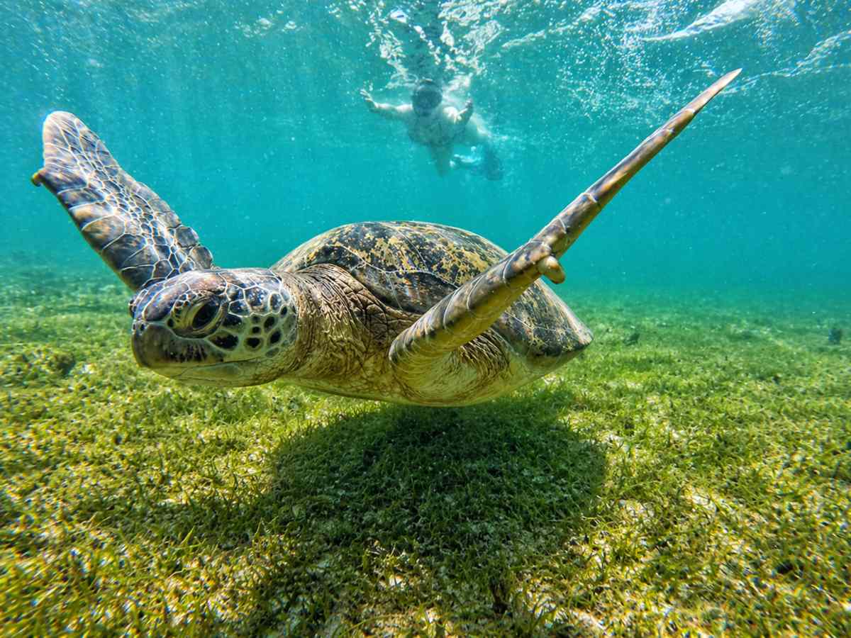 tortuga-marina-verde-hawai