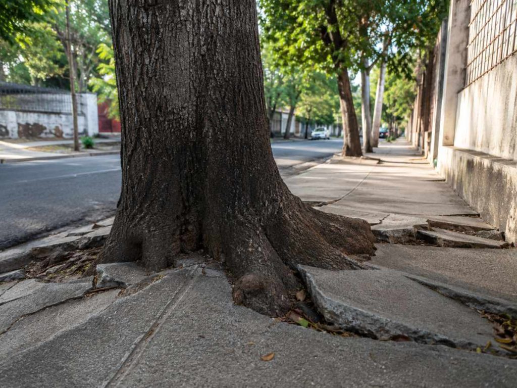 Árbol-raÍz-acera