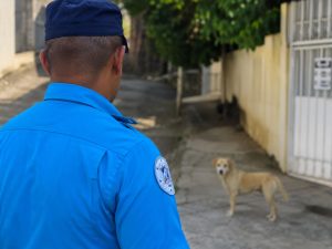 CAM-mascota-perro-inspección