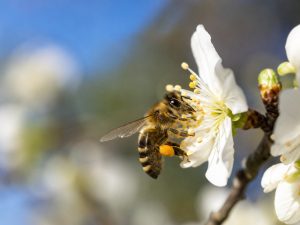Flor-abejas