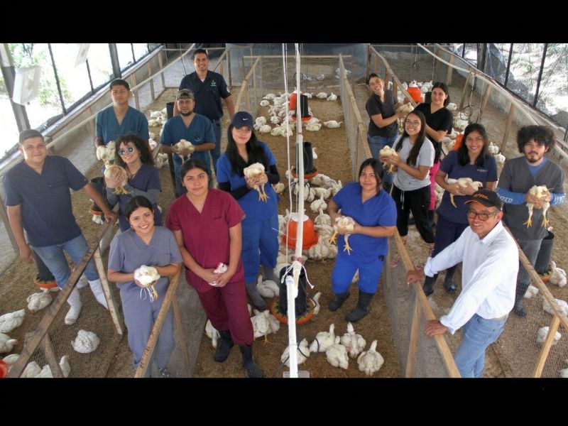 El proyecto analiza retos de la producción de pollos en condiciones de calor extremo.