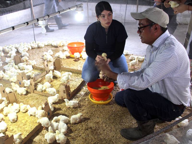 Proyecto avícola de la UES busca fortalecer la seguridad alimentaria en El Salvador.
