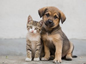 Gato-perro-mascotas-animales