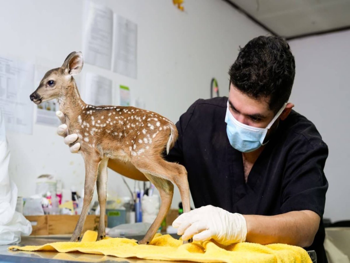 Hembra-venado-cría-rescate