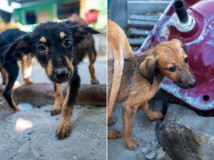 Maltrato animal-perros