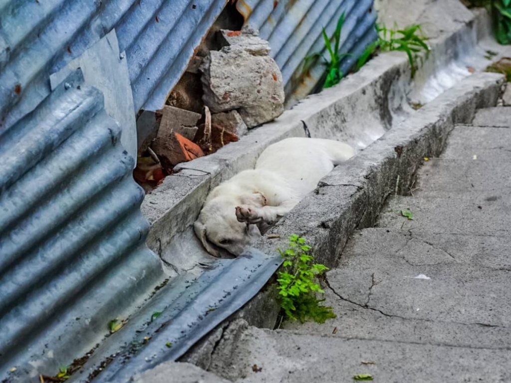 Perro-maltrato