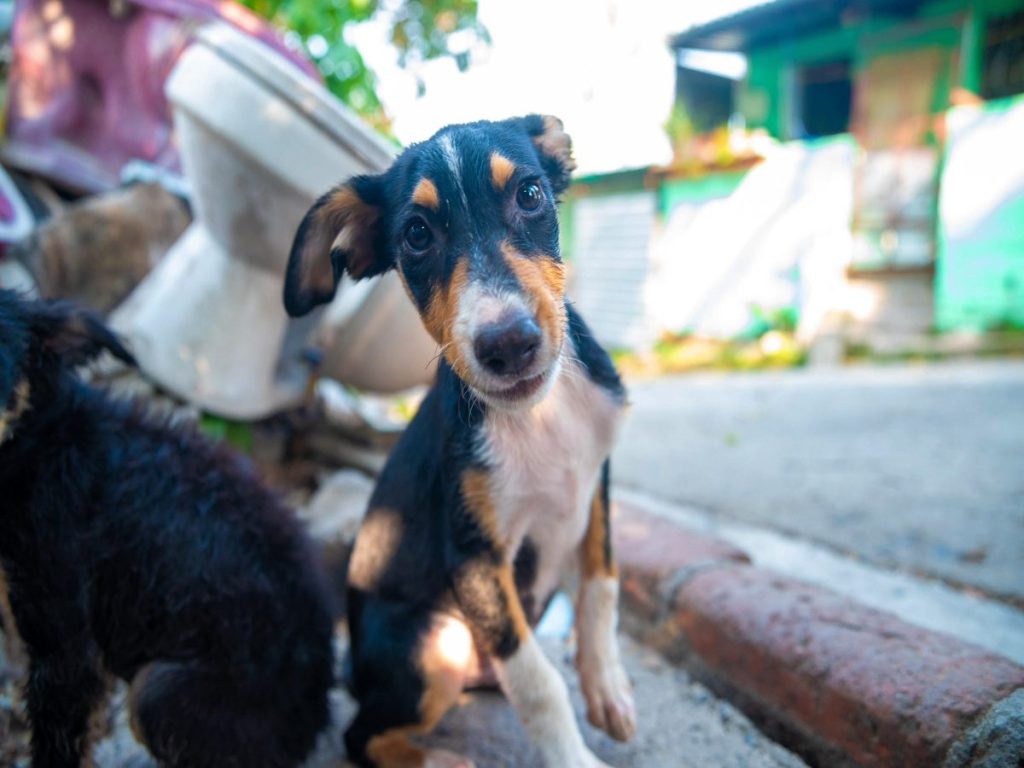 Perros-condiciones precarias