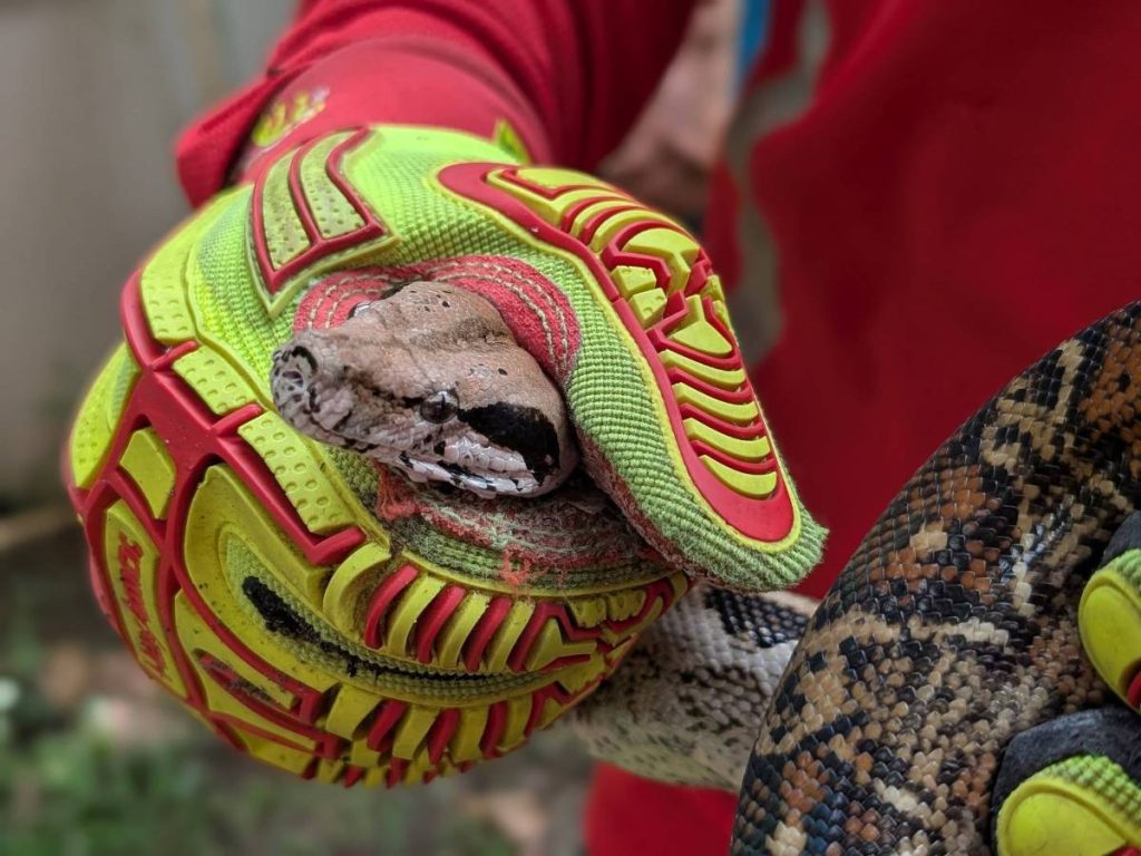 Serpiente-masacuata-boa
