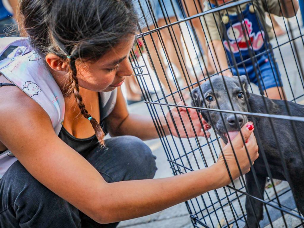 ¿Un encuentro inesperado? Así se vivió la jornada de adopción de mascotas en el Centro Histórico