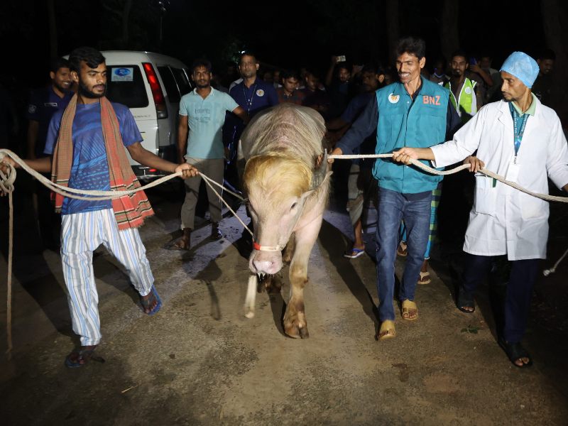 El animal de casi 1,500 libras se convirtió en una inesperada atracción nacional en Bangladesh.