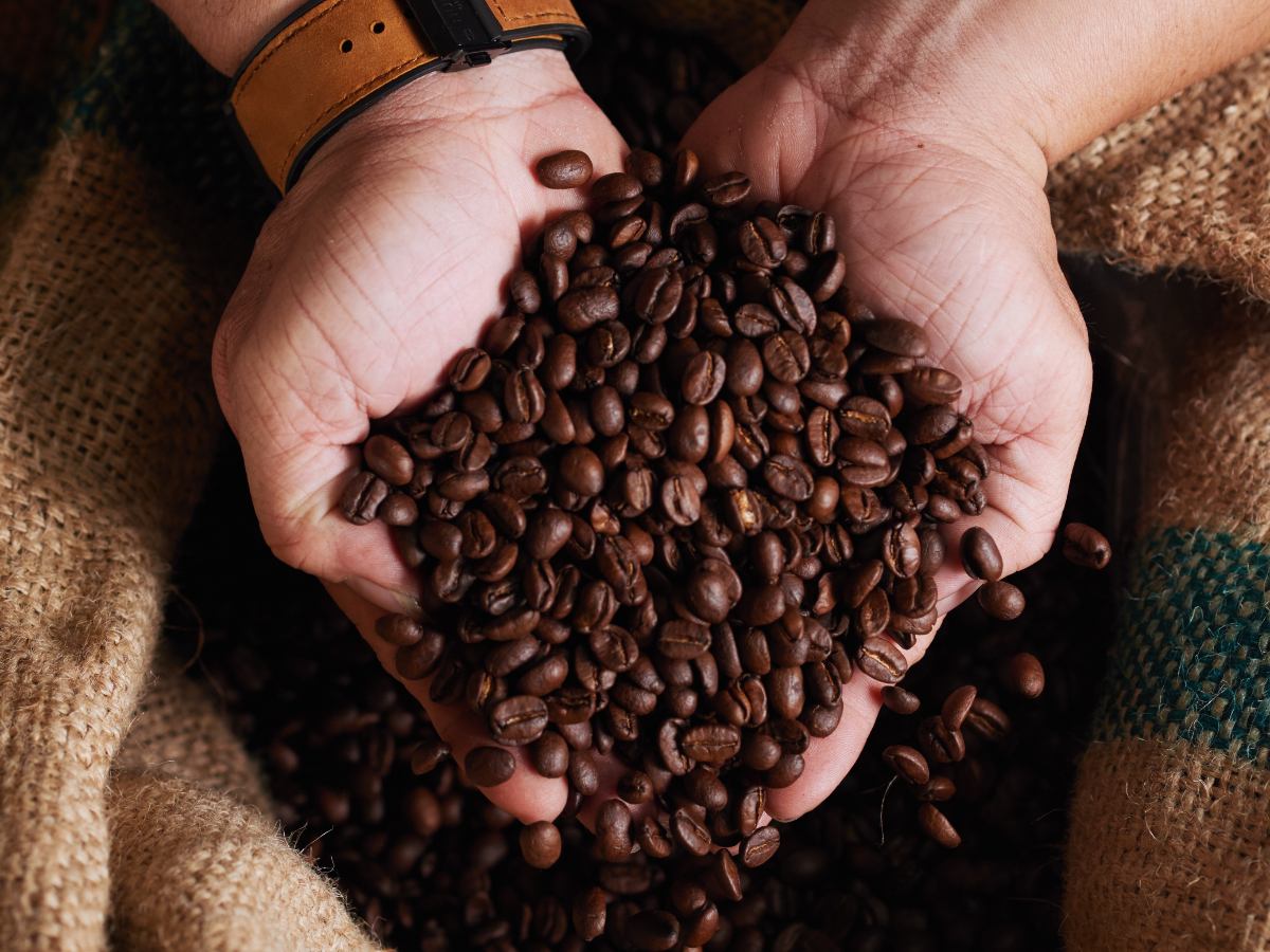 El café salvadoreño generó más de $92 millones en exportaciones entre octubre y marzo, con un crecimiento cercano al 40 %, según cifras oficiales.