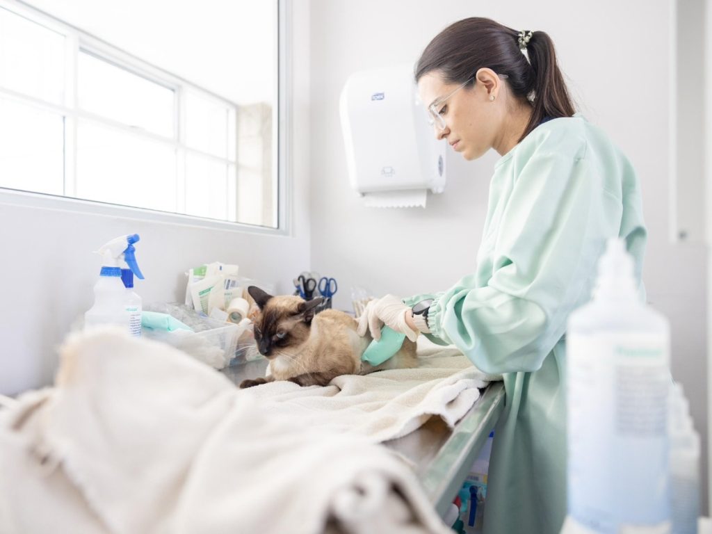 Usuarios pueden agendar citas veterinarias en Chivo Pets a través del sitio web oficial del hospital.
